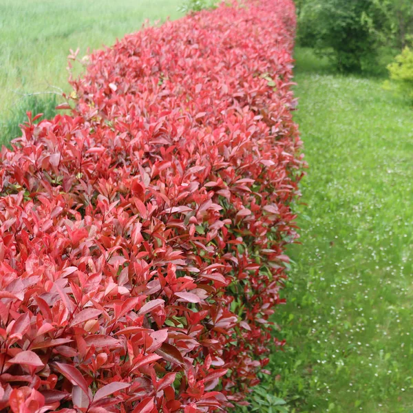Photinia çitinin en üst manzarası. Baharda dallarda yeni kırmızı yapraklar. Fotinia x Fraseri bahçede. 