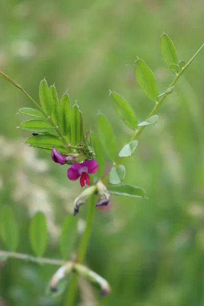 Zbliżenie Vetch Różowe Kwiaty Roślinach Wiosnę Roślina Vicia Sativa Rozkwicie — Zdjęcie stockowe