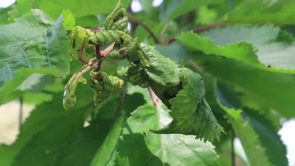 Malattia Sul Verde Foglie Ciliegio Sul Ramo Nel Frutteto Prunus — Video Stock