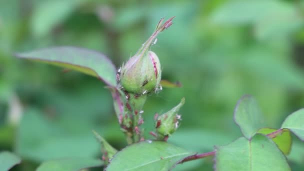 在花园里插上玫瑰花蕾 茎和叶子的绿色蚜虫 — 图库视频影像