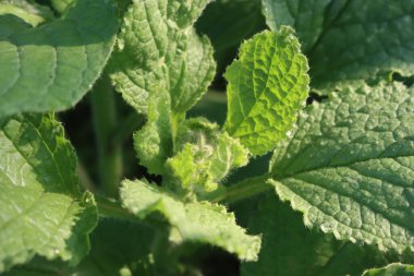 Sıkıntı çiçekleri kapanıyor. Borago memurları bahçede bitki yetiştiriyor.