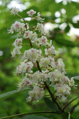 Bahar mevsiminde kestane ağacı ve dallarda beyaz çiçekler. Aesculus hipokastanum çiçek açtı.