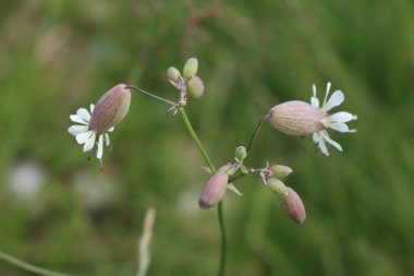 Silene plant with flowers in the meadow in summer season. Silene vulgaris also called Bladder campion or Catchfly clipart
