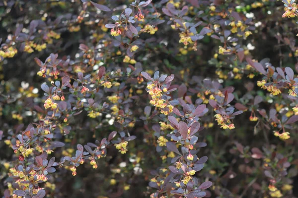 베르베 독수리나 베르베 베르기는 정원에 가지들 — 스톡 사진