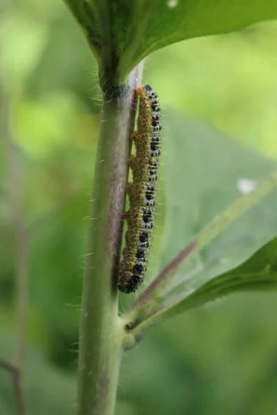 Närbild Pieris Brassicae Larv Lunariafabrik Larv Vitkål Fjäril Grön Växt — Stockfoto