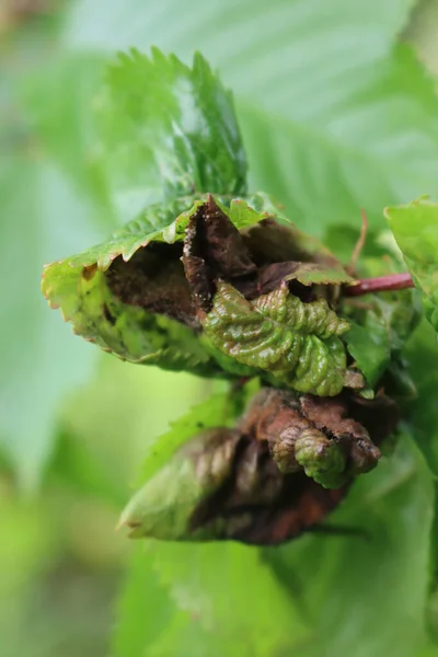 Maladie Sur Les Feuilles Vertes Cerisier Sur Branche Dans Verger — Photo