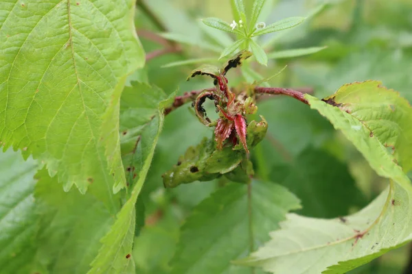 Nemoc Zelených Třešňových Listech Větvi Sadu Prunus Avium Onemocněním — Stock fotografie