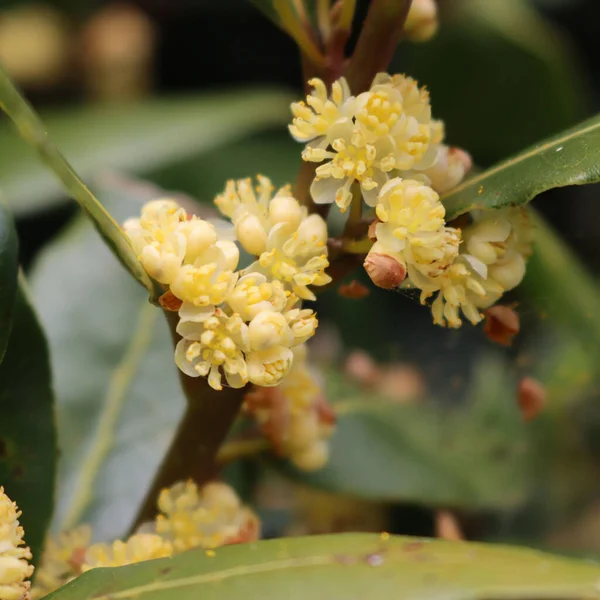 Close Many Yellow Flowers Laurel Bush Branch Laurus Nobilis Bloom — Stock Photo, Image