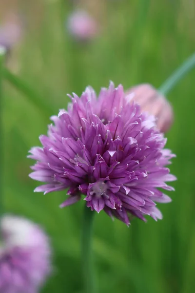 Chives Allium Schoenoprasum Bloom Purple Violet Flowers Blossoms Green Stems — Stock Photo, Image