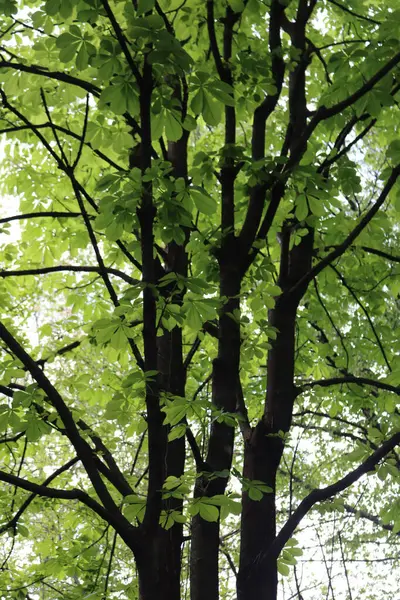 봄철에 새로운 밤나무 가지가 돋아나 Aesculus Hippocaanum — 스톡 사진