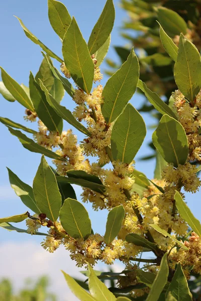 Zbliżenie Wielu Żółtych Kwiatów Krzewu Laurel Gałęzi Laurus Nobilis Kwitnie — Zdjęcie stockowe