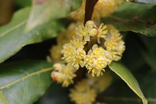 Close Many Yellow Flowers Laurel Bush Branch Laurus Nobilis Bloom — Stock Photo, Image