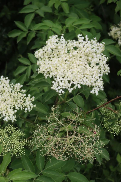 Білі Квіти Бузини Гілці Дерево Самбукуса Цвіте Навесні — стокове фото