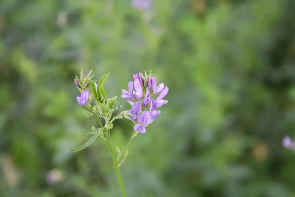 알팔파 식물의 보라색 고풍자 — 스톡 사진