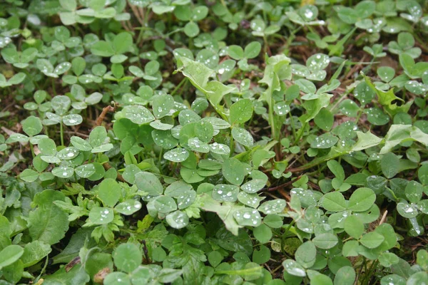 Detailní Záběr Cloverova Pole Pokrytého Kapkami Deště Trifolium Repens — Stock fotografie