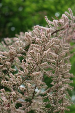 Tamarix ramosissima dallarına yakın plan pembe çiçeklerle. Tamarix ağacı ilkbaharda çiçek açtı