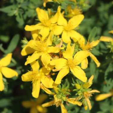 Güzel sarı çiçekleri olan St. John 's otları. Yazın çiçek açan Hypericum Performansı