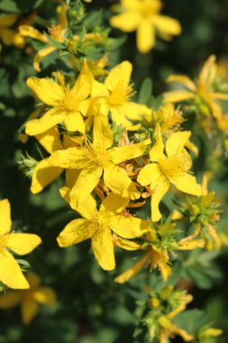 Güzel sarı çiçekleri olan St. John 's otları. Yazın çiçek açan Hypericum Performansı
