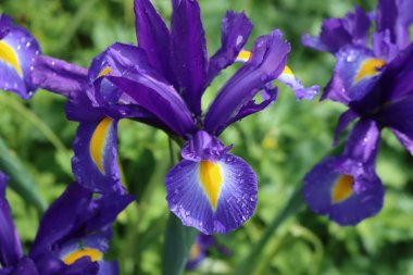 Yazın güneşli bir günde bahçede yağmur damlalarıyla kaplı mavi ve sarı Hollanda zambağı çiçekleri. Iridaceae ailesi