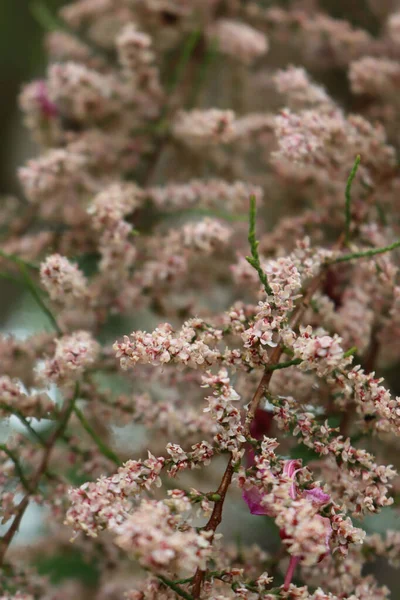 Close Tamarix Ramosissima Branches Pink Flowers Tamarix Tree Bloom Springtime — Stock Photo, Image