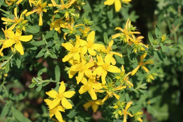 Ziele Dziurawca Pięknymi Żółtymi Kwiatami Hypericum Perforatum Rozkwicie Latem — Zdjęcie stockowe