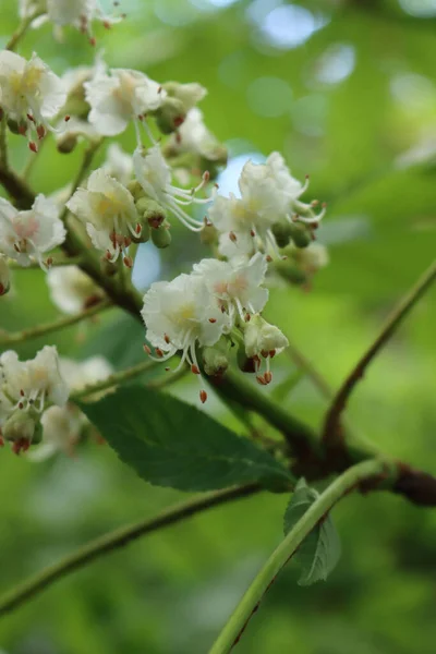 Zbliżenie Drzewa Kasztana Wiosnę Białymi Kwiatami Gałęziach Aesculus Hippocastanum Rozkwicie — Zdjęcie stockowe