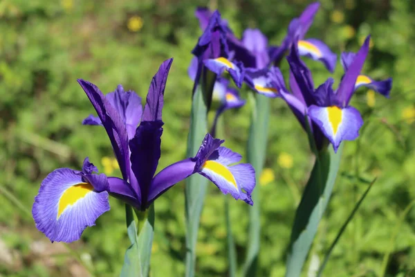 Yazın güneşli bir günde bahçede açan mavi ve sarı Hollanda zambağı çiçekleri. Iridaceae ailesi