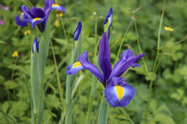 Flores Íris Holandesas Azuis Amarelas Flor Jardim Verão Dia Ensolarado — Fotografia de Stock