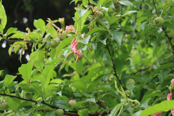 Choroba Drzewie Brzoskwiniowym Zbliżenie Różowy Galeria Zielony Liść Kółko Liściaste — Zdjęcie stockowe