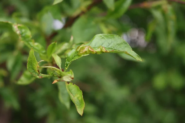 Sjukdom Persikoträd Närbild Rosa Galls Gröna Blad Peach Blad Curl — Stockfoto