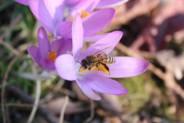 Crocus flowers with a honey bee. Apis mellifera on pink flower in the garden