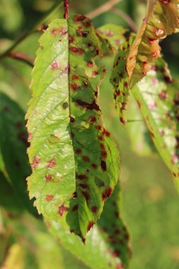 Meyve bahçesinde kırmızı benekli kiraz yaprakları ve hastalık. Güneşli bir günde hastalıklı erik ağacı