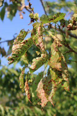 Red spotted cherry leaves on branch with disease in the orchard against blue sky.   Prunus avium tree with illness on a sunny day