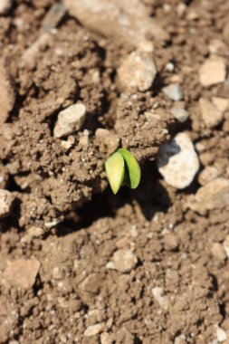 Fresh young soybean plants growing in the field. Soybean sprouts. Soybean field with young seedings in the soil on a sunny day