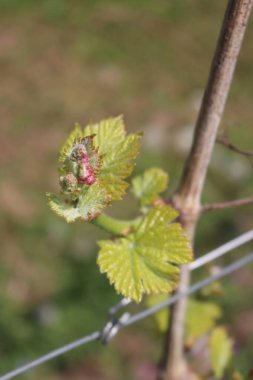 Close-up of young fresh Vine plants growing in the vineyard in countryside on a sunny day. Vitis vinifera cultivation 