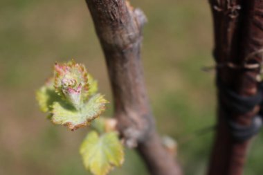 Close-up of young fresh Vine plants growing in the vineyard in countryside on a sunny day. Vitis vinifera cultivation 