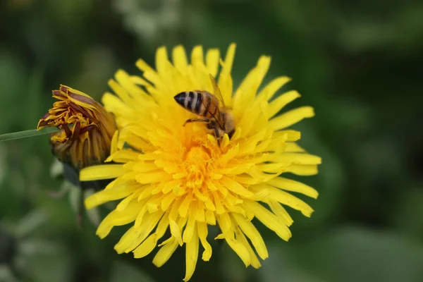 Primer Plano Apis Mellifera Sobre Las Flores Taraxacum Officinalis Abeja — Foto de Stock