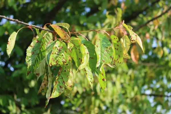 Vermelho Manchado Folhas Cereja Ramo Com Doença Pomar Árvore Prunus — Fotografia de Stock