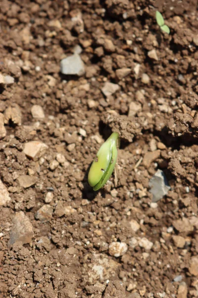 Fresh Young Soybean Plants Growing Field Soybean Sprouts Soybean Field — Stok fotoğraf