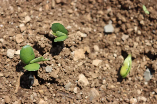 Fresh Young Soybean Plants Growing Field Soybean Sprouts Soybean Field — Stock fotografie