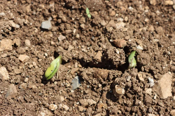 Fresh Young Soybean Plants Growing Field Soybean Sprouts Soybean Field — Stockfoto