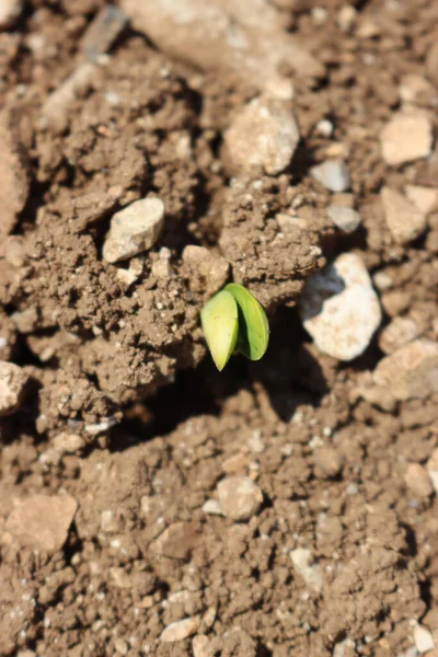 Fresh Young Soybean Plants Growing Field Soybean Sprouts Soybean Field — Stockfoto