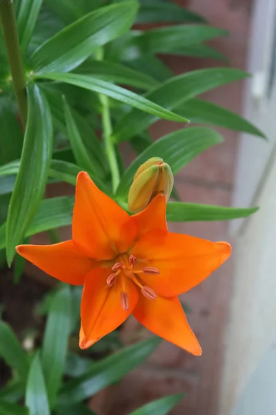 Lilienpflanzen Voller Blüte Mit Wunderschönen Orangefarbenen Blüten Garten Lilium — Stockfoto