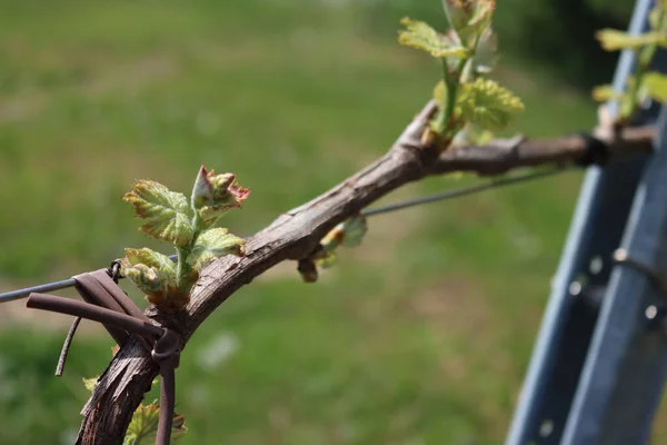 Close Young Fresh Vine Plants Growing Vineyard Countryside Sunny Day — Zdjęcie stockowe