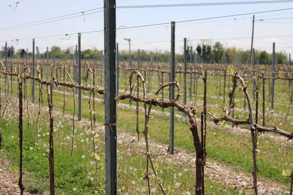 Young Vine Plants Growing Vineyard Countryside Sunny Day Vitis Vinifera — Zdjęcie stockowe