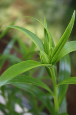 Bahçede çiçekli Lily bitkileri. Lilium