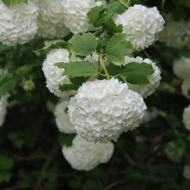 İlkbaharda birçok beyaz çiçekli Viburnum opulus dallarına yakın çekim. Bahçedeki kartopu çalısı 