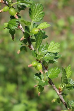 Güneşli bir günde olgunlaşmamış yeşil bektaşi üzümü meyvesi. Ribes uva-crispa yazın