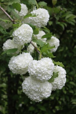 İlkbaharda birçok beyaz çiçekli Viburnum opulus dallarına yakın çekim. Bahçedeki kartopu çalısı 