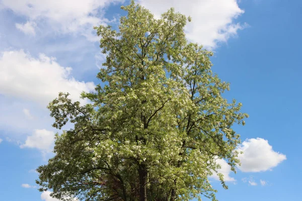 枝に白い花を持つ黒いイナゴの木 偽アカシアの花 春に青空に対して開花ロビニア偽アカシアの木 — ストック写真